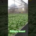 NFT System Hydroponic