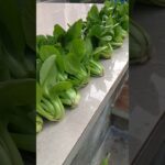 Pakcoy Hidroponik NFT System #urbangarden #hidroponik #hydroponics #pakcoyhidroponik ##gardening