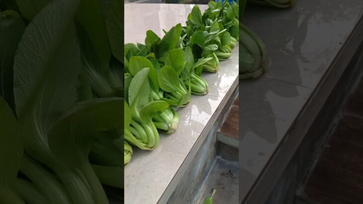 Pakcoy Hidroponik NFT System #urbangarden #hidroponik #hydroponics #pakcoyhidroponik ##gardening