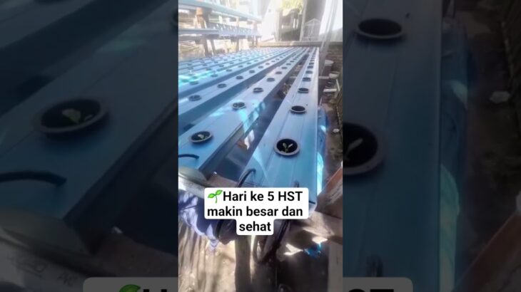 Pakcoy hidroponik nft hari ke 5 hst semakin besar & subur #pakcoy  #hidroponik  #nft  #5hst #shorts