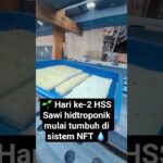 Sawi Hidroponik NFT Hari ke-2 HSS 🌱💧  #hidroponik  #sawi  #nft  #shorts