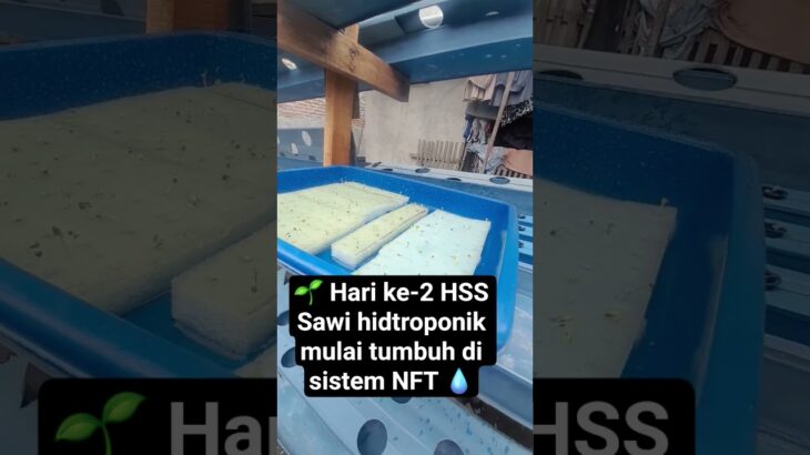 Sawi Hidroponik NFT Hari ke-2 HSS 🌱💧  #hidroponik  #sawi  #nft  #shorts