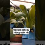 Update Pakcoy Hidroponik NFT 🌱 Makin Subur! #hidroponik #sawipakcoy #nft  #shorts