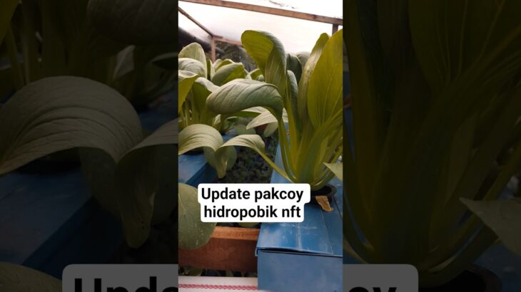 Update Pakcoy Hidroponik NFT 🌱 Makin Subur! #hidroponik #sawipakcoy #nft  #shorts