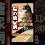 【猫糖尿病 Vol.2】追いつかない脱水 #猫糖尿病 #保護猫 #シニア猫 #保護猫活動 #shorts