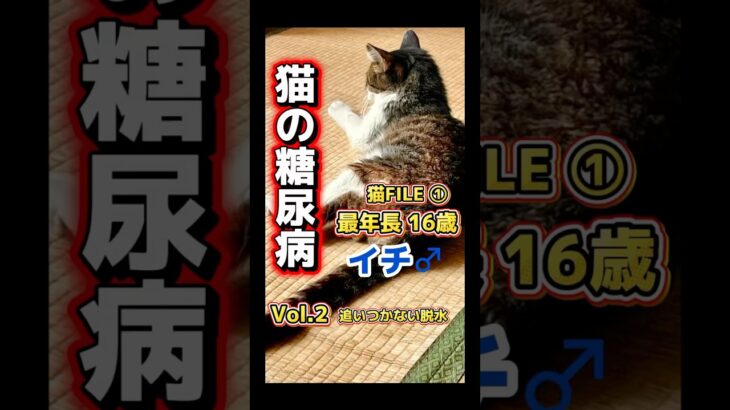 【猫糖尿病 Vol.2】追いつかない脱水 #猫糖尿病 #保護猫 #シニア猫 #保護猫活動 #shorts