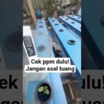 cara cek PPM  hidroponik NFT #hidroponiknft  #cekppm #sayuranhidroponik