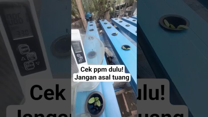 cara cek PPM  hidroponik NFT #hidroponiknft  #cekppm #sayuranhidroponik
