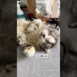 風太君、大きくなってきた　#猫, #cat ,#猫糖尿病 #FIP ,#奇跡　,#ハチワレ