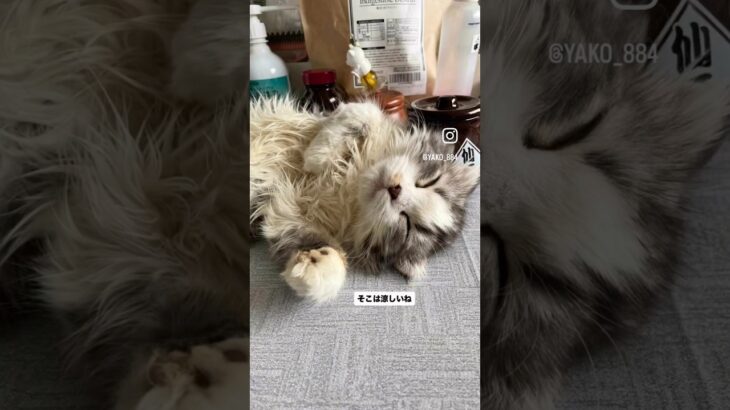 風太君、大きくなってきた　#猫, #cat ,#猫糖尿病 #FIP ,#奇跡　,#ハチワレ