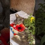 野良猫ビルス君虹の橋へ…  #猫, #cat ,#猫糖尿病 #FIP ,#奇跡　,#ハチワレ