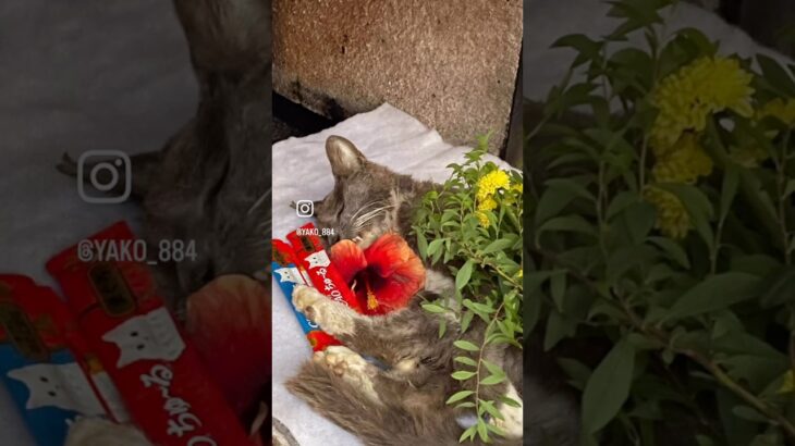 野良猫ビルス君虹の橋へ…  #猫, #cat ,#猫糖尿病 #FIP ,#奇跡　,#ハチワレ