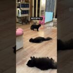 変な時間…  #猫, #cat ,#猫糖尿病 FIP ,奇跡　,ハチワレ