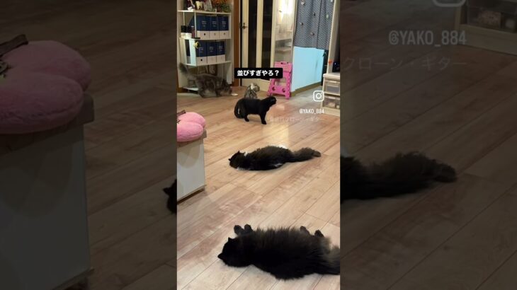 変な時間…  #猫, #cat ,#猫糖尿病 FIP ,奇跡　,ハチワレ