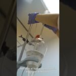 descripción de capsulas NFT