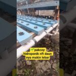 🌱pakcoy hidroponik nft daun nya semakin  lebar dan tegak  #pakcoyhidroponik #nft  #8hst #shorts