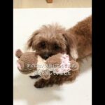 糖尿病と闘った元繁殖犬が、虹の橋を渡りました。part1