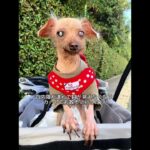 糖尿病と闘った元繁殖犬が虹の橋を渡りましたpart2 #保護犬#元繁殖犬#糖尿病犬