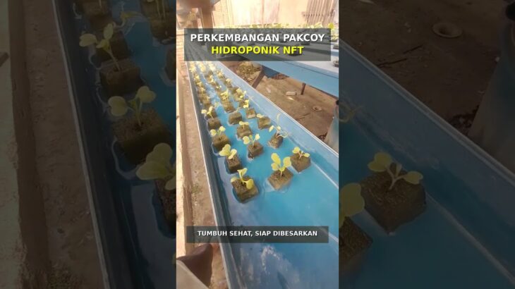 perkembangan pakcoy hidroponik nft 7 hss #shorts #hidroponiknft #7hss #sayurhidroponik