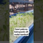 sawi pakcoy hidroponik nft 7 hss #hidroponik #nft #semai #shorts