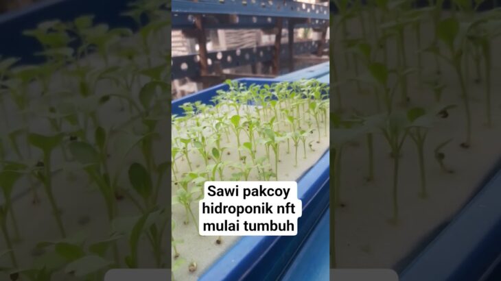 sawi pakcoy hidroponik nft 7 hss #hidroponik #nft #semai #shorts