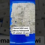 semai bibit sawi pakcoy hidroponik nft #hidroponik #semaibibit #nft #shorts