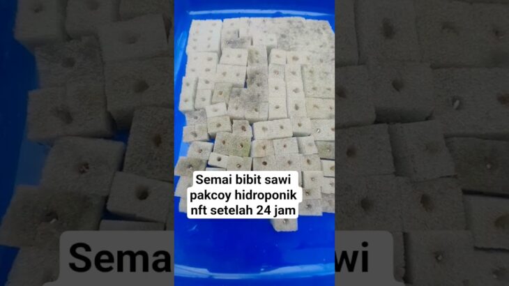 semai bibit sawi pakcoy hidroponik nft #hidroponik #semaibibit #nft #shorts