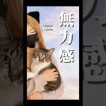 【最後のお別れへ】#愛猫の旅立ち #猫糖尿病 #保護猫 #シニア猫 #保護猫活動 #shorts