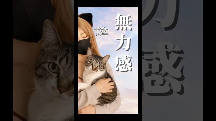 【最後のお別れへ】#愛猫の旅立ち #猫糖尿病 #保護猫 #シニア猫 #保護猫活動 #shorts