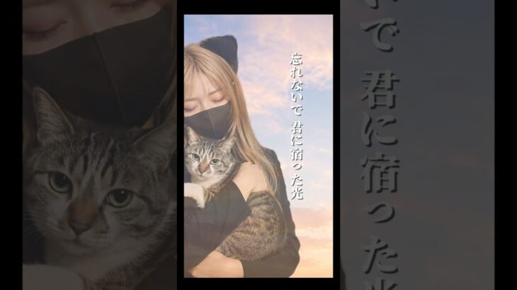 【祈り】#愛猫の旅立ち #猫糖尿病 #保護猫 #シニア猫 #保護猫活動 #shorts