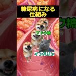 【猫ミーム】糖尿病の仕組み　#猫ミーム #shorts #catmemes #猫マニ #あるある