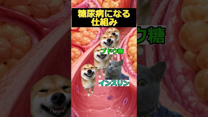 【猫ミーム】糖尿病の仕組み　#猫ミーム #shorts #catmemes #猫マニ #あるある