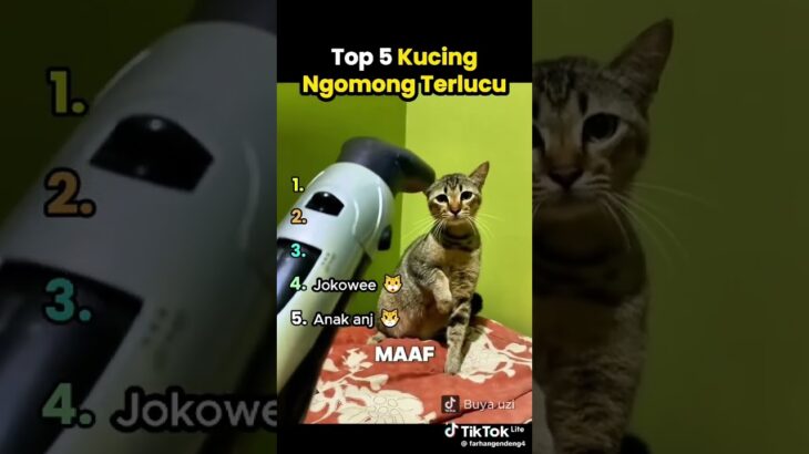 top lima kucing lucu #freefire #nft