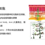 演讲：糖尿病视网膜病变的病理生理机制及最新治疗进展