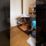 糖尿病と膵炎のレイちゃん