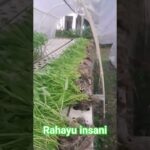 water spinach hydroponic NFT system
