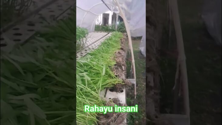 water spinach hydroponic NFT system