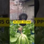1 Batang! Pakcoy NFT Tembus 185 gram di 900 PPM