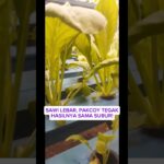 1 rak 2 jenis sayuran pakcoy & sawi hidroponik nft