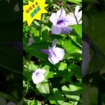 (112)請問芳名 👉 它居然是對糖尿病有治療效用的消渴草 🌸 紫莉花