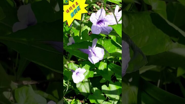 (112)請問芳名 👉 它居然是對糖尿病有治療效用的消渴草 🌸 紫莉花