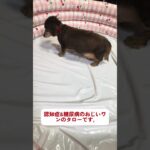 糖尿病、認知症の16歳おじいワンです。