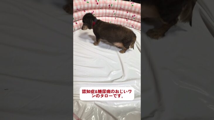 糖尿病、認知症の16歳おじいワンです。