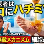 【糖尿病】なぜ医者は傷口にハチミツを塗るのか？細胞を蘇らせる3つの「無敵メカニズム」　＃糖尿病　＃足潰瘍　＃糖尿病性壊疽　＃ハチミツ　＃医療　＃ドクターケン