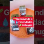 3 VARIEDADES DE LECHUGA PARA NUESTRA SISTEMA (NFT)#hidroponia #lechugas