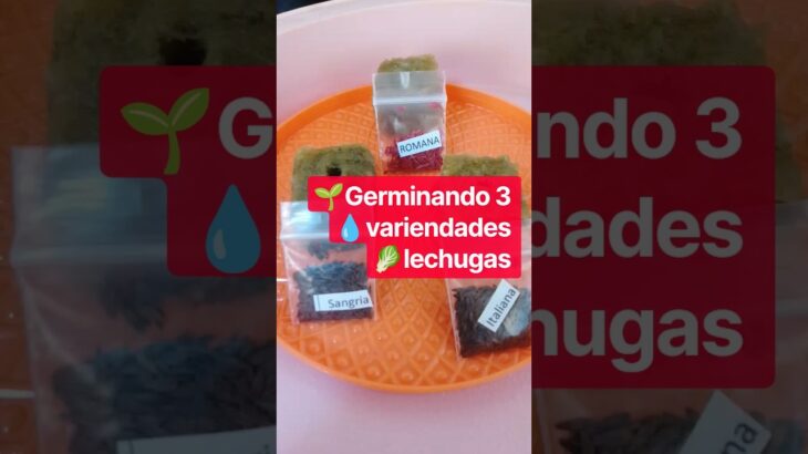 3 VARIEDADES DE LECHUGA PARA NUESTRA SISTEMA (NFT)#hidroponia #lechugas