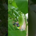 31 hst, potong pucuk.  melon lavender #melon #hidroponik #nft #fyp #pov