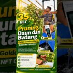 🌱🍈 35 HST   Pruning Melon Golden Alisha Sistem NFT OutdoorMemasuki usia 35 Hari Setelah Tanam