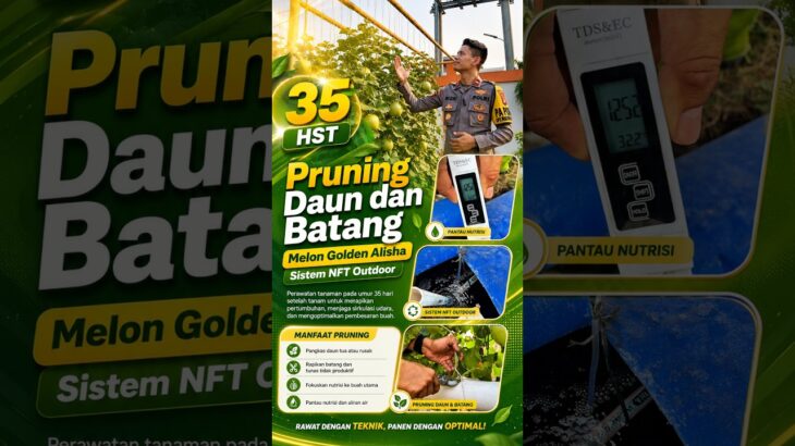🌱🍈 35 HST   Pruning Melon Golden Alisha Sistem NFT OutdoorMemasuki usia 35 Hari Setelah Tanam