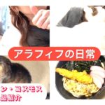 40代/アラフィフの日常/シングルママ/猫/糖尿病/ダイエット/主婦/体型維持/無印・イオン・コスモス購入品
